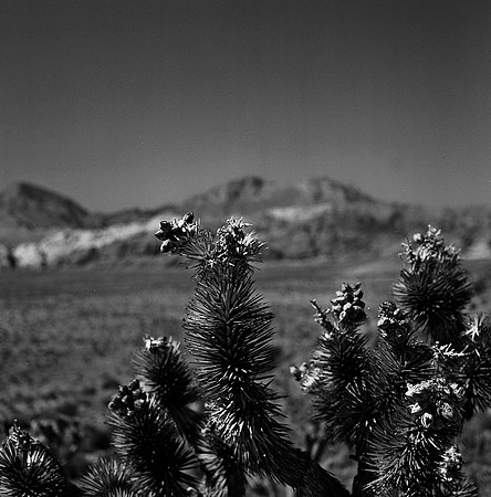 36059_BW_SQ_RED_ROCK_CAYON_NEVADA_NV_03_9.jpg