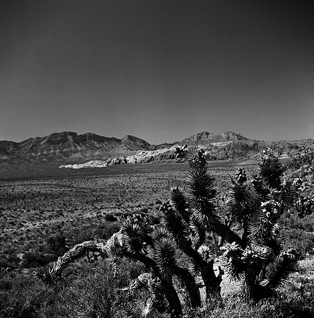 36059_BW_SQ_RED_ROCK_CAYON_NEVADA_NV_03_7.jpg