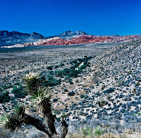 36060_FM_COLOR_CANYON_VEGAS_NV_03_3.jpg