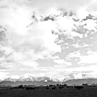 6063_FM_BW_MT_05_6.jpg