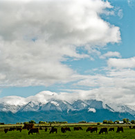 6062_FM_COLOR_SQ_MT_05_5.jpg