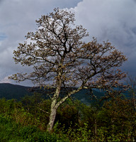 7786_FM_COLOR_BlueRige_NC_04_4.jpg