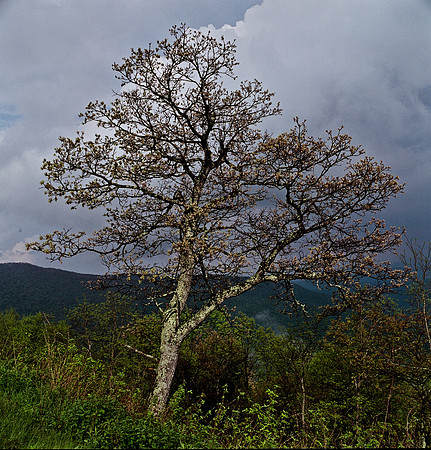 7786_FM_COLOR_BlueRige_NC_04_4.jpg