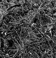 7572_FM_BW_HWY_242_Mc_KENZIE_PASS_OR_01_8.jpg