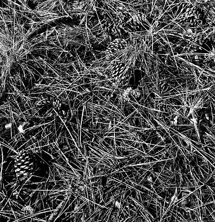 7572_FM_BW_HWY_242_Mc_KENZIE_PASS_OR_01_8.jpg