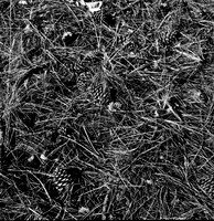 7572_FM_BW_HWY_242_Mc_KENZIE_PASS_OR_01_6.jpg