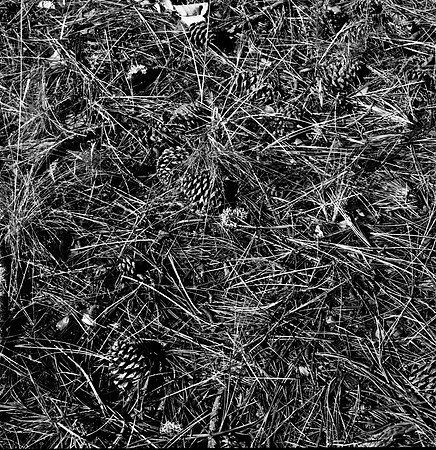 7572_FM_BW_HWY_242_Mc_KENZIE_PASS_OR_01_6.jpg