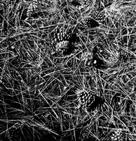 7572_FM_BW_HWY_242_Mc_KENZIE_PASS_OR_01_7.jpg