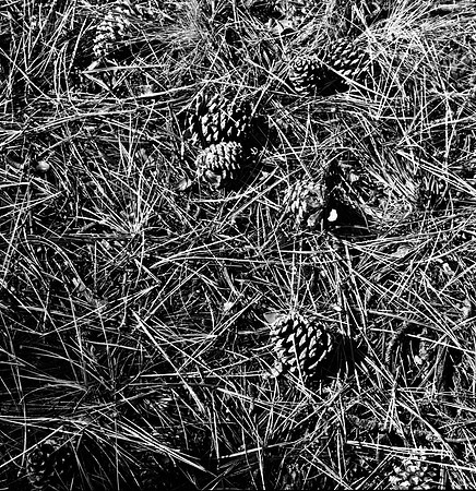 7572_FM_BW_HWY_242_Mc_KENZIE_PASS_OR_01_7.jpg