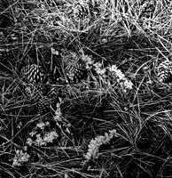 7572_FM_BW_HWY_242_Mc_KENZIE_PASS_OR_01_3.jpg