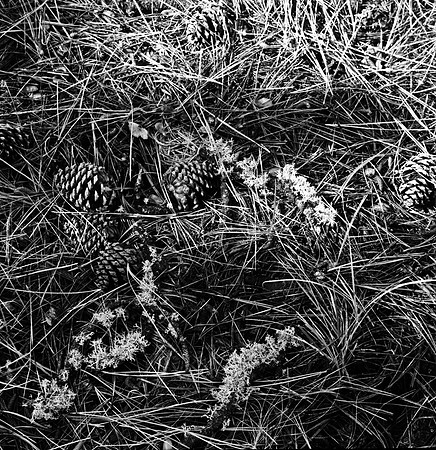 7572_FM_BW_HWY_242_Mc_KENZIE_PASS_OR_01_3.jpg