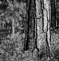 7572_FM_BW_HWY_242_Mc_KENZIE_PASS_OR_01_2.jpg