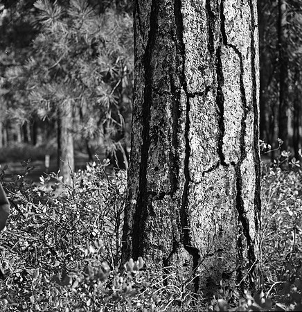 7572_FM_BW_HWY_242_Mc_KENZIE_PASS_OR_01_2.jpg