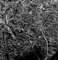 7572_FM_BW_HWY_242_Mc_KENZIE_PASS_OR_01-5.jpg
