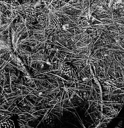 7572_FM_BW_HWY_242_Mc_KENZIE_PASS_OR_01-5.jpg