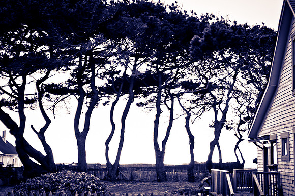 USA_2009_Americana_Series_5L8Y0628