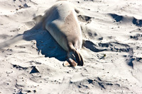 0028_Frisco_To_LA_5L8Y1899