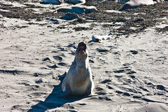 0028_Frisco_To_LA_5L8Y1911