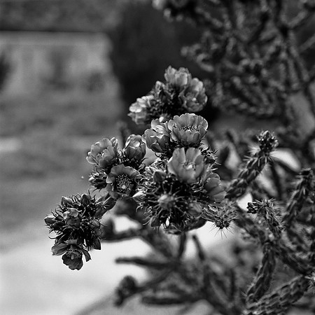 36016_BW_SQ_STMONKASHA_NM_03_6.jpg