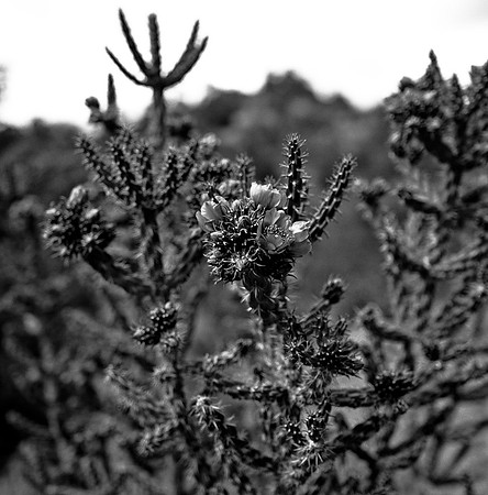 36016_BW_SQ_STMONKASHA_NM_03_9.jpg