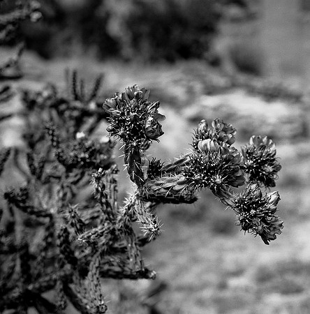 36016_BW_SQ_STMONKASHA_NM_03_8.jpg