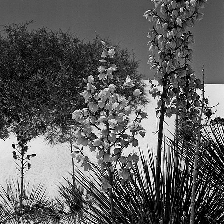36013_BW_SQ_White_Sands_NM_03_7.jpg