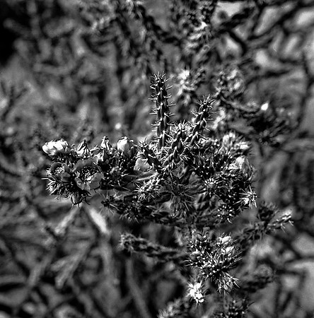 36016_BW_SQ_STMONKASHA_NM_03_10.jpg