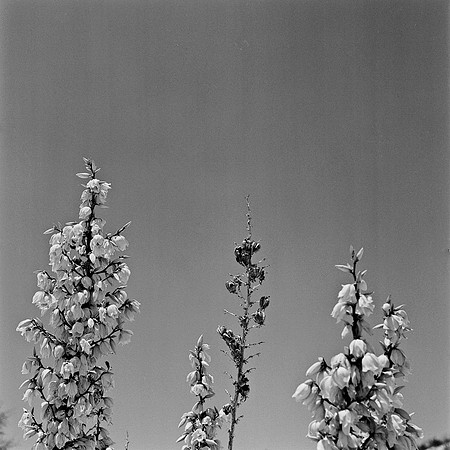 36013_BW_SQ_White_Sands_NM_03_9.jpg