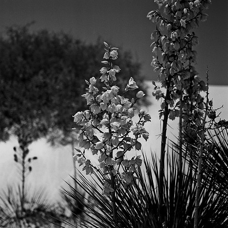 36013_BW_SQ_White_Sands_NM_03_6.jpg