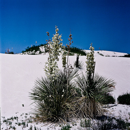 36012_FM_COLOR_WHILE_SAND_NM_03_11.jpg