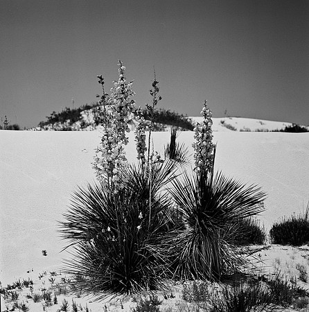 36013_BW_SQ_White_Sands_NM_03.jpg