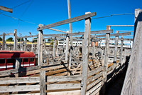 0020_Wyonming_To_Ketchem_Sun_Valley_ID_5L8Y7605