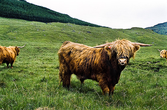 37559_SL_COLOR_BOX_II_LACKLOMAN_SCOTLAND_1997
