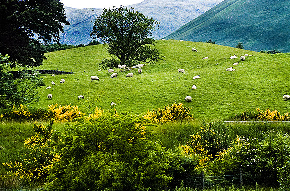 37558_SL_COLOR_BOX_II_LACKLOMAN_SCOTLAND_1997