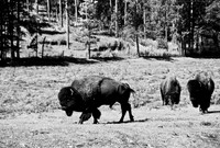 7545_FM_BW_SOUTH_DAKOTA_01_18.jpg