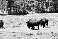 7545_FM_BW_SOUTH_DAKOTA_01_15.jpg