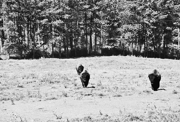 7545_FM_BW_SOUTH_DAKOTA_01_11.jpg