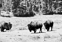7545_FM_BW_SOUTH_DAKOTA_01_14.jpg