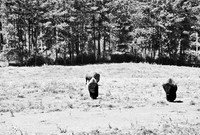 7545_FM_BW_SOUTH_DAKOTA_01_10.jpg