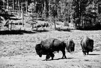 7545_FM_BW_SOUTH_DAKOTA_01_19.jpg