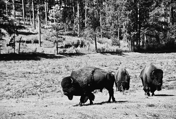 7545_FM_BW_SOUTH_DAKOTA_01_19.jpg