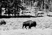 7545_FM_BW_SOUTH_DAKOTA_01_7.jpg