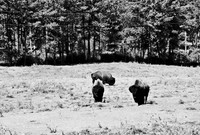 7545_FM_BW_SOUTH_DAKOTA_01_8.jpg