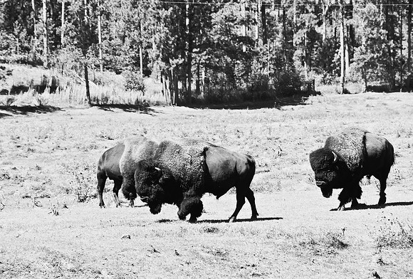 7545_FM_BW_SOUTH_DAKOTA_01_12.jpg