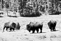 7545_FM_BW_SOUTH_DAKOTA_01_13.jpg