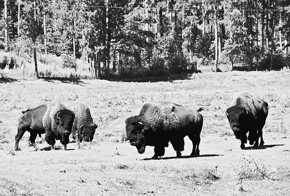 7545_FM_BW_SOUTH_DAKOTA_01_13.jpg