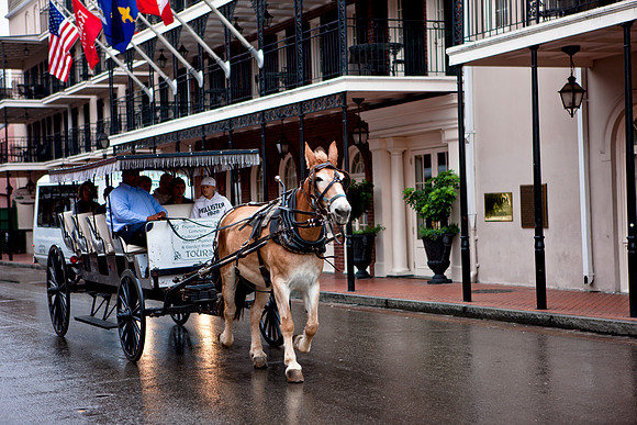 20081023_DVD72_DG_USA_New_orleans_LA_5L8Y0102_full_blead