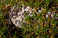 85503_ZV4N8991