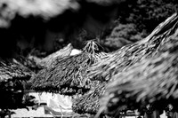 36193_DG_Color_North_America_MexicoZV4N5054-2