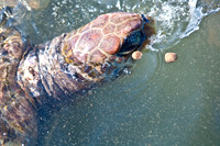 3876_DG_Cayman_Island_Caribbean_ZV4N0215